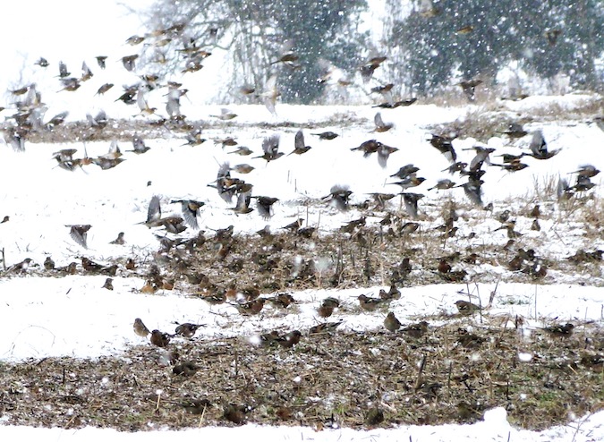 chaffinch & brambling flocks